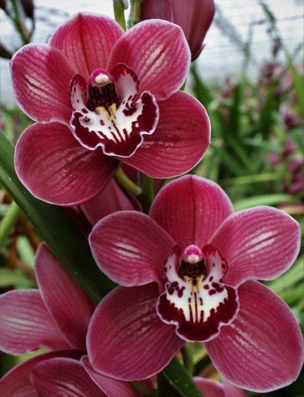 Cymbidium large flowered SO GORGEOUS, photo 4