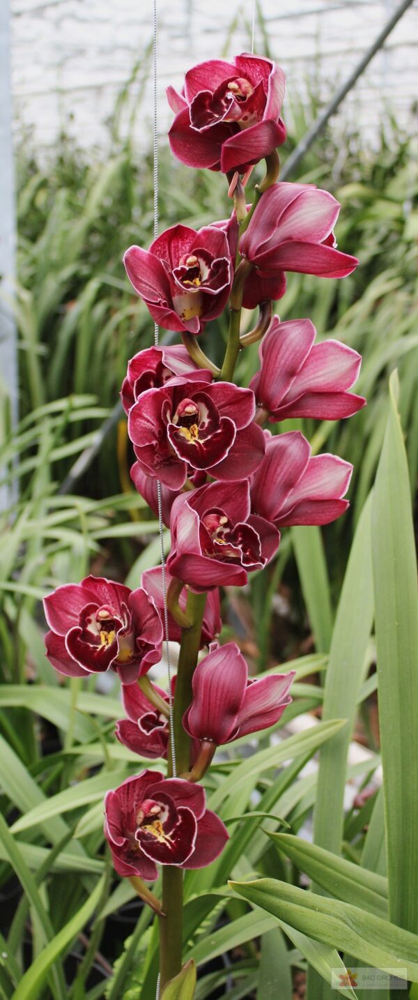 Cymbidium large flowered ETERNAL PURPLE, foto 4