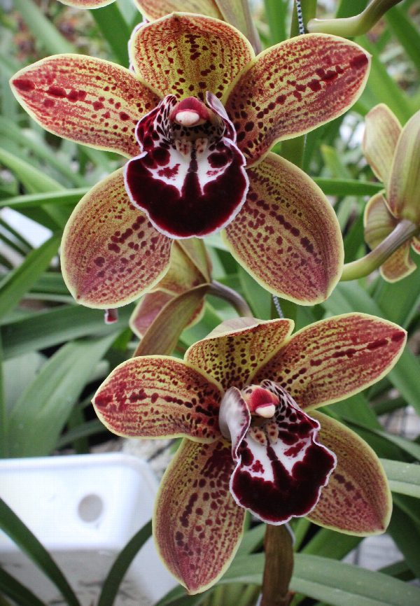 Cymbidium large flowered LOS ANGELES, photo 2