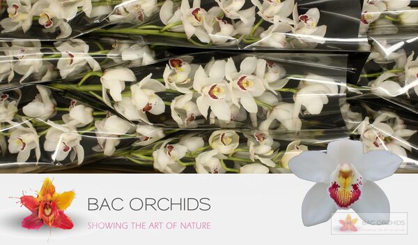 Cymbidium large flowered MARILYN MONROE, photo 5