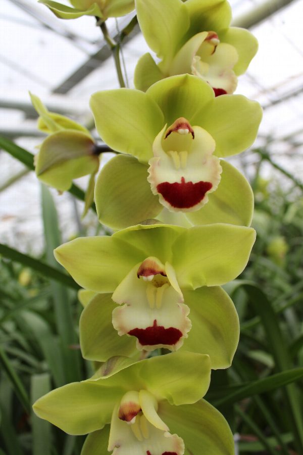 Cymbidium large flowered TOP SPOT, фото 3
