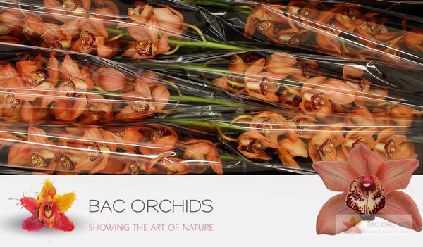 Cymbidium large flowered BROWNY, photo 2