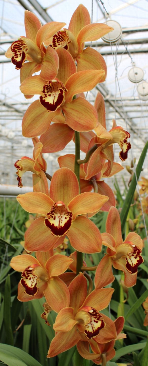 Cymbidium large flowered CHARLY BROWN, foto 5