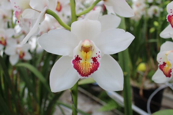 Cymbidium large flowered MARILYN MONROE, photo 3