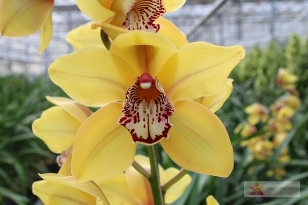 Cymbidium large flowered LA VIE STELLA, photo 2
