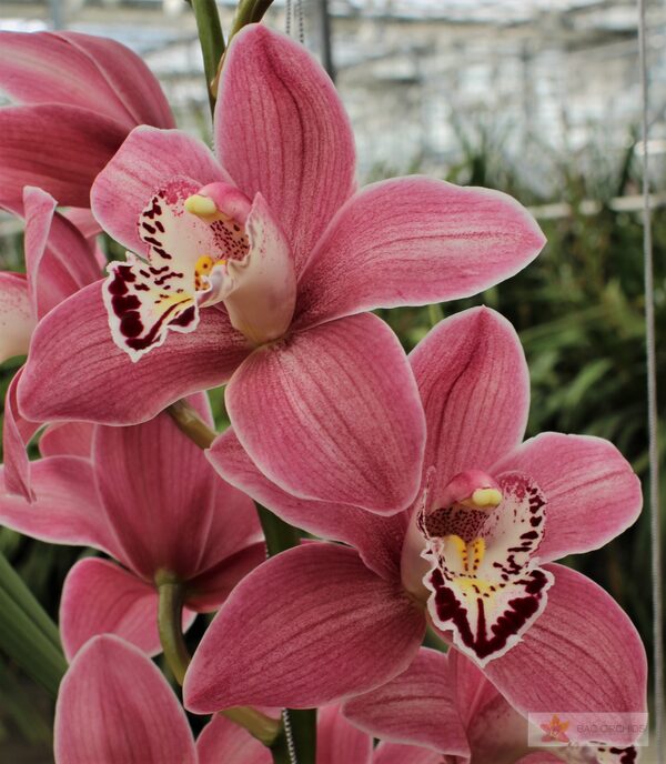 Cymbidium large flowered CANDY, foto 2