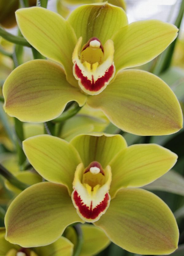 Cymbidium large flowered JUNGLE TRAIL, foto 4