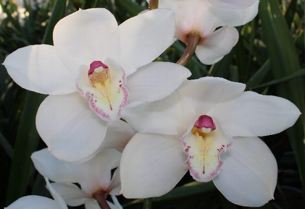 Cymbidium large flowered ANTONELLA, foto 3