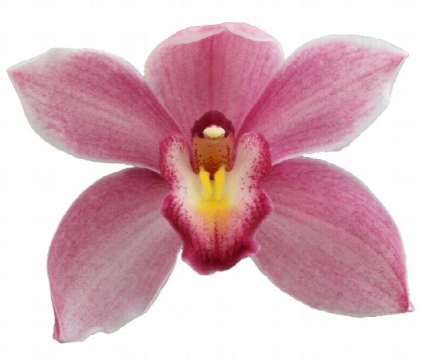 Cymbidium large flowered Cymb T Ruby Rose, foto 4