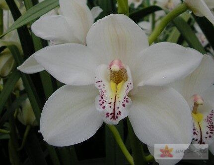 Cymbidium large flowered CASCADE, фото 3