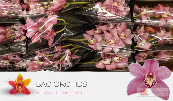 Cymbidium large flowered CANDY, foto 4