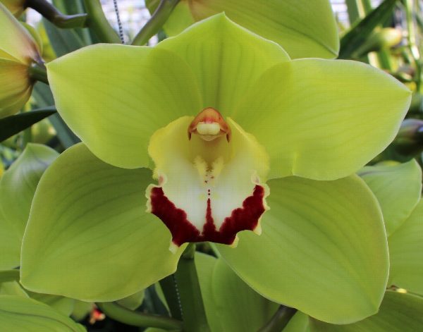 Cymbidium large flowered GREEN CHOICE, foto 4