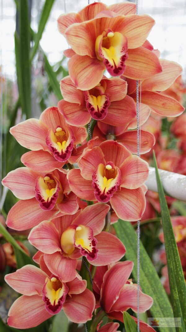 Cymbidium large flowered TREASURE, foto 4