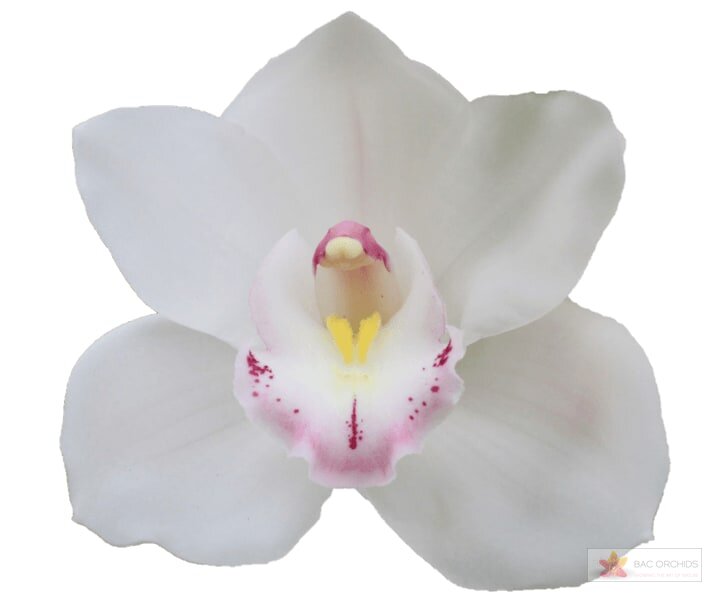 Cymbidium large flowered KILIMANJARO, foto 1