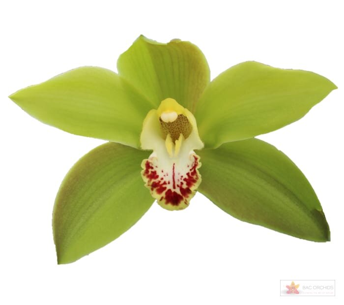 Cymbidium large flowered GREEN GIANT, foto 1