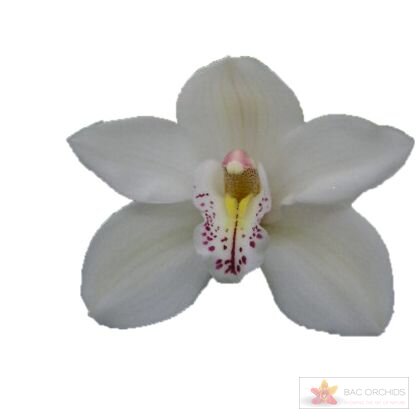 Cymbidium large flowered CASCADE, фото 1