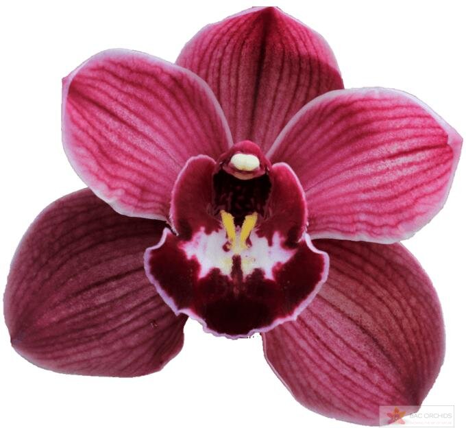 Cymbidium large flowered BONFIRE, foto 1