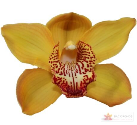 Cymbidium large flowered ESTHER, foto 1