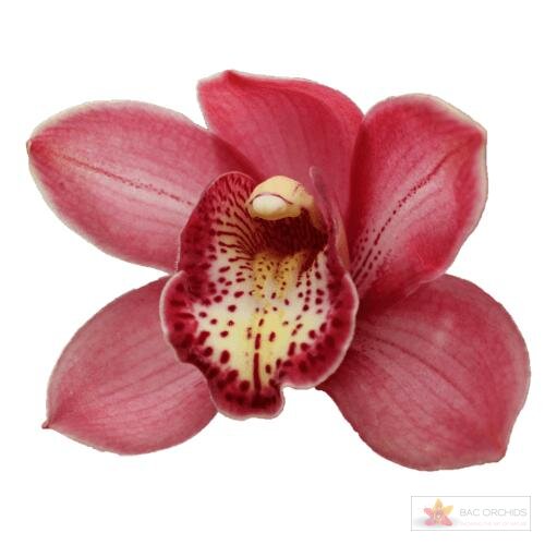 Cymbidium large flowered BOLOGNA, фото 1
