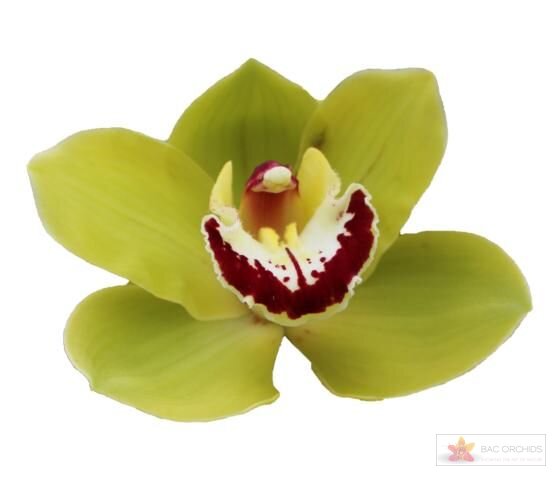 Cymbidium large flowered VERONA, фото 1