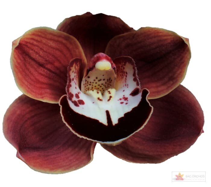 Cymbidium large flowered CHOCOLAT, foto 1