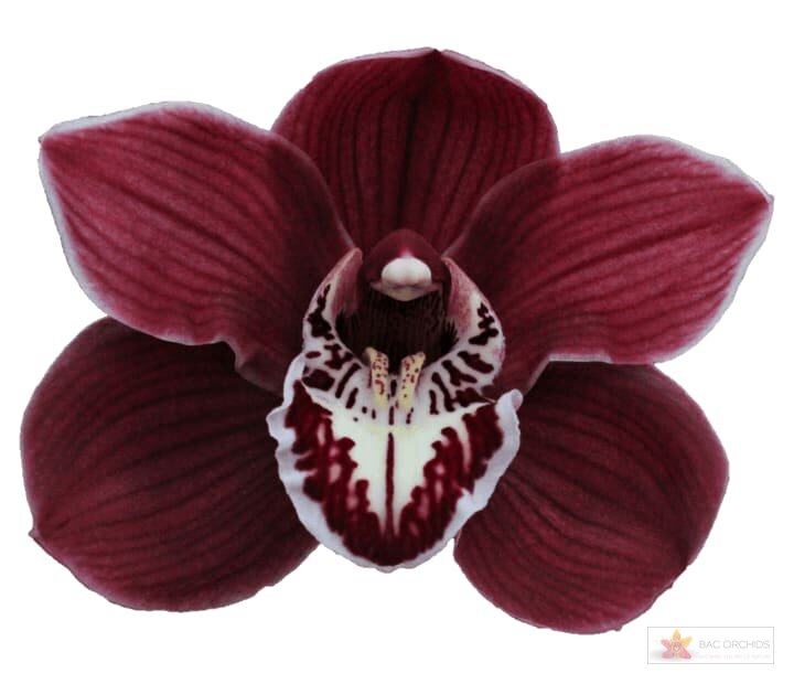 Cymbidium large flowered CHARLOTTE, foto 1