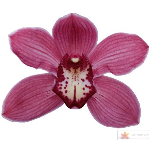 Cymbidium large flowered RED DREAM, foto 1