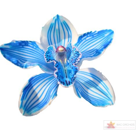 Cymbidium large flowered KLB H%, foto 1