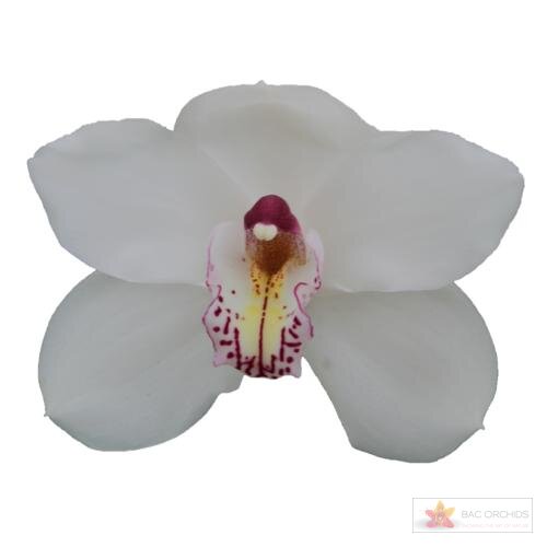 Cymbidium large flowered VANITY, foto 1