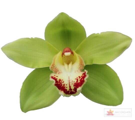 Cymbidium large flowered NOAH, foto 1