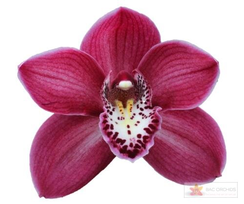 Cymbidium large flowered THOMAS, foto 1