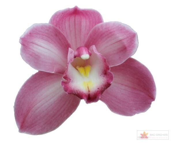 Cymbidium large flowered AQUARELLA, foto 1