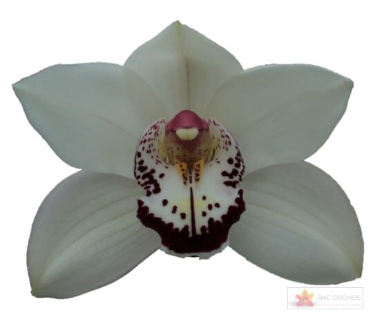 Cymbidium large flowered MRS. ESMEE, foto 1
