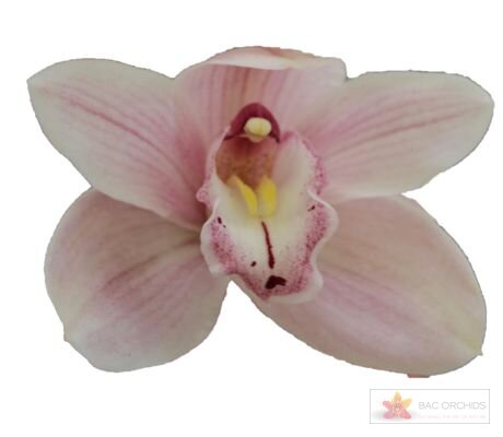 Cymbidium large flowered DELMONTE, foto 1