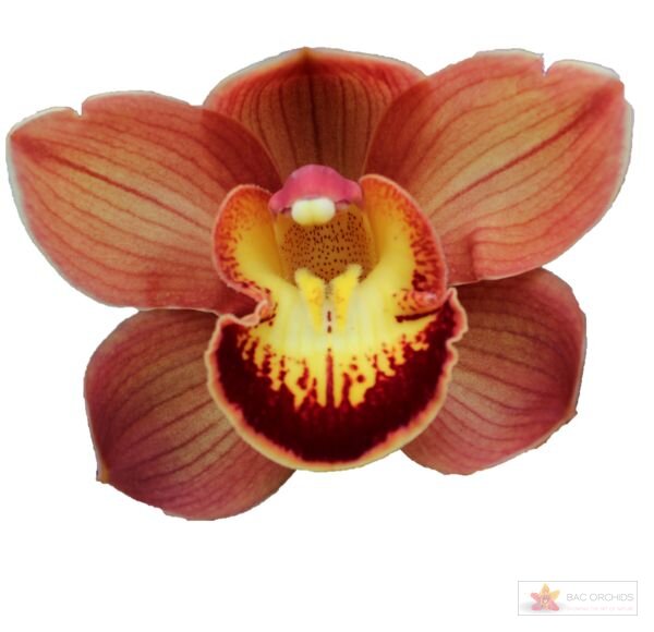 Cymbidium large flowered AUSTRALIAN PRICE, фото 1