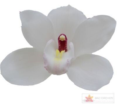 Cymbidium large flowered DOS PUEBLOS, foto 1
