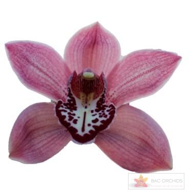 Cymbidium large flowered PIN-UP, foto 1