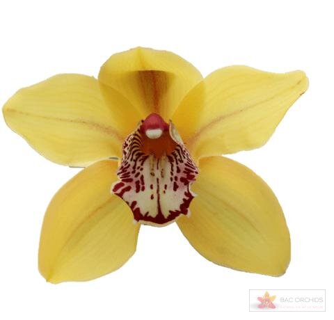 Cymbidium large flowered LA VIE STELLA, foto 1