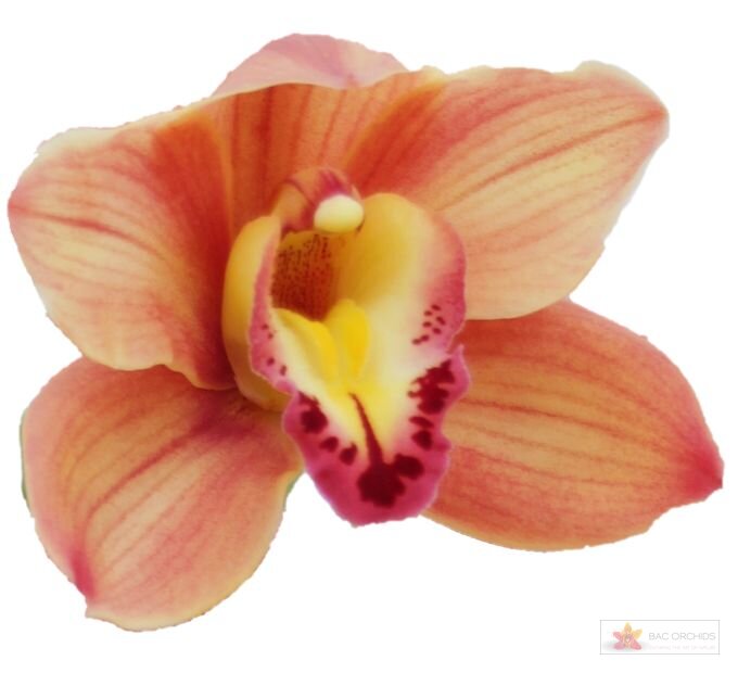 Cymbidium large flowered TREASURE, foto 1