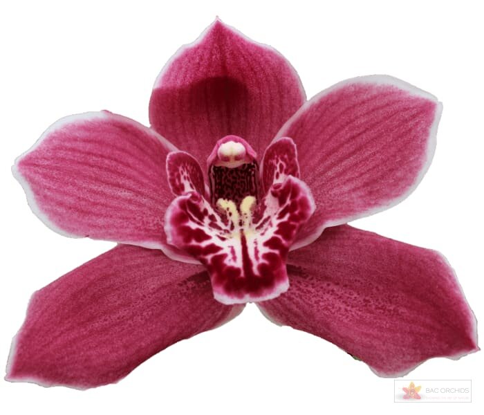 Cymbidium large flowered RED ROCK, foto 1