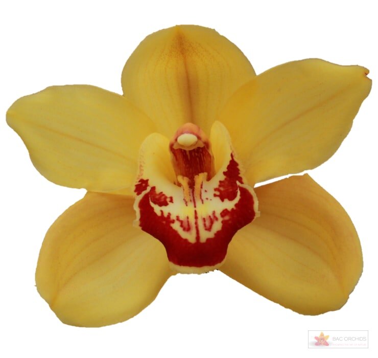 Cymbidium large flowered RIJSENHOUT, foto 1