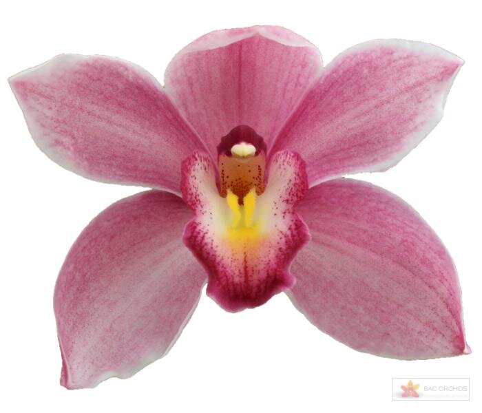 Cymbidium large flowered RUBY ROSE, foto 1