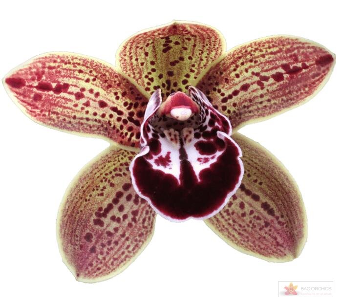 Cymbidium large flowered LOS ANGELES, photo 1