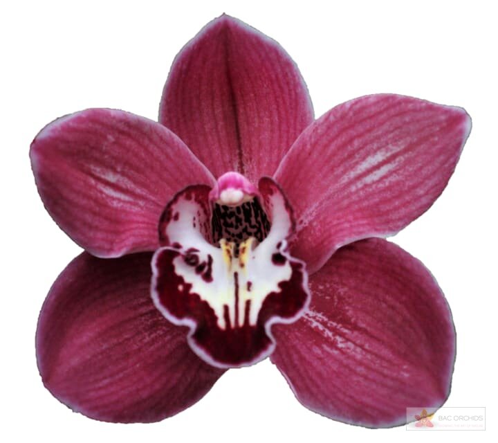 Cymbidium large flowered SO GORGEOUS, фото 1