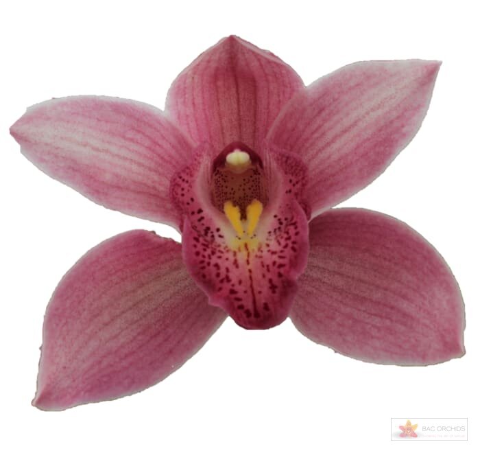 Cymbidium large flowered ELLIO RO C290, foto 1