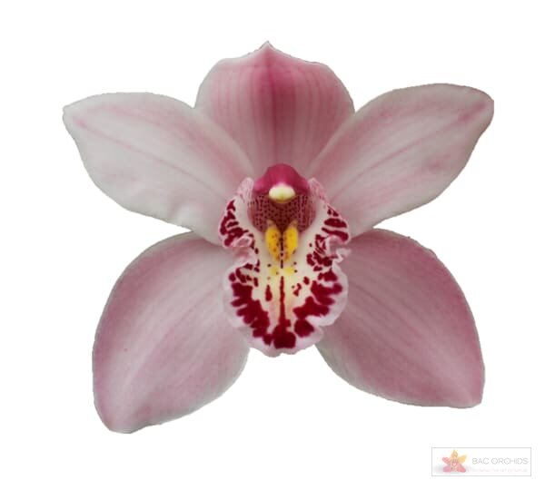 Cymbidium large flowered CINDY, foto 1