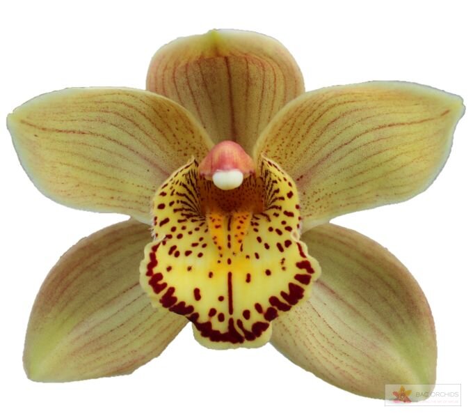 Cymbidium large flowered CHESTNUT KATE, photo 1