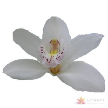 Cymbidium large flowered SILVER, foto 1