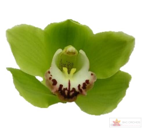 Cymbidium large flowered ALI ANDERSON, foto 1