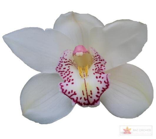 Cymbidium large flowered HMS LISETTE, фото 1
